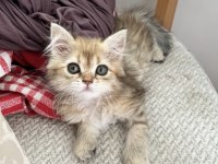 British longhair golden dişi yavru