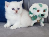 Maviş british shorthair prenses