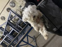 Maltese terrier sakin uslu eğitimli