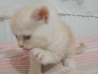 Chinchilla 2 aylık sahiplendirme