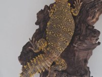 UROMASTYX FATURALI EVRAKLI ŞEKİLDE