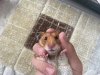 Evcil 8 Aylık Suriye Hamster