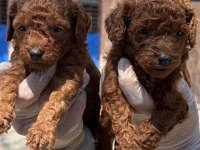 Toy poodle yavrularımız