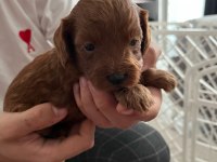 Rezerveye açık toy poodle yavrular