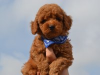 Poodle Sevimli Eğitimli Yavrular