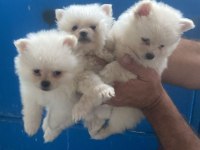 Pomeranian Yavrular Irk Sağlık Garantili