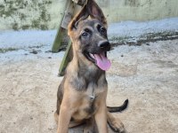 Dişi Erkek Orijinal Belçika Kurdu Yavrular