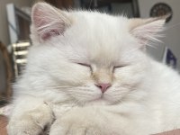 British longhair kedimiz için açıklamayı okuyunuz