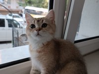 SON KALAN GOLDEN YAVRU SCOTTİSH