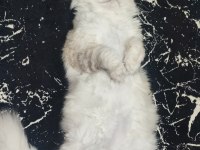 Scottish longhair oğlum