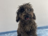 Egzotik Güzellik Poodle