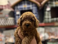 Poodle yavruları