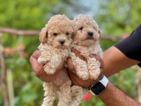 Maltipoo yavrularımız