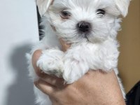 Maltese Terrier Adrese Teslim, Kapıda Ödeme Yapabilirsiniz