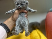 Scottish straight Scottish fold rezerveye açık