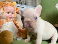 Egzotik French Bulldog Yavrular
