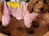 4 aylık dişi toy poodle
