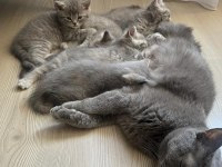 Anne Baba British Shorthair