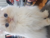 2 yaşında güzel chinchilla kızım ve yavruları