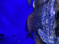 Mavi imparator ve kırmızı imparator yavruları