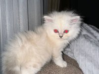 British longhair 2.5 aylık erkek