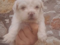 Maltese Kore Teacup 2 kg geçmez