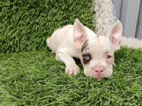 FRENCH BULLDOG HARİKA GÜZELLİKLER