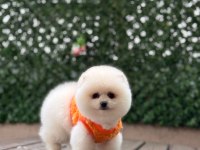 Sağlık Ve Irk Garantili Pomeranian