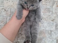 British shorthair ve longhair bebekler