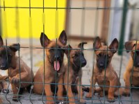 Muhteşem kan hattı malinois yavrular