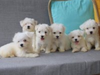 Irk Ve Sağlık Garantili Maltese Yavrular | Tacedpet