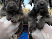 Cane corso yavrularımız