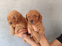 RED POODLE YAVRULAR