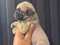 Irk Ve Sağlık Garantili Pug Mops Bebekler