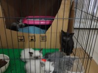 Blue Point Scottish Fold Yavrularımız Eğitimleri Tam