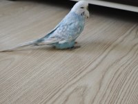 Şov Jumbo Dişi Muhabbet Kuşu