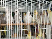 Sultan Papağanları Bebek Yavrular