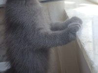 50 günlük british shorthair