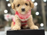 maltipoo bebeğim sila