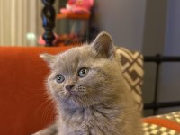 British shorthair kedimize yuva arıyoruz