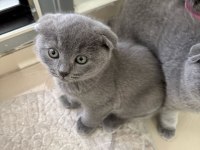 Scottish fold ve british gri yavrular