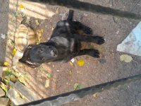 Siyah jet black yavru malinois