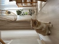 Sakin uysal bir exotic shorthair kedidir