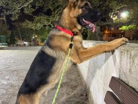 9 Aylık herşeyi tam safkan alman kurdu