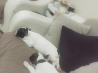 Son kalite french bulldog yavrular