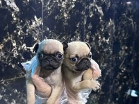 IRK VE SAĞLIK GARANTİLİ - PUG MOPS BEBEKLER