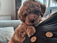 Tarçın 1 Yaşında Erkek Poodle