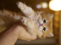 Golden British Longhair Yavrular