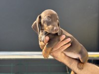 Petmode köpek çiftliğinden dacshund yavrumuz