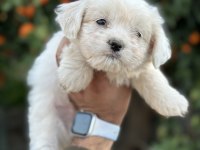 Maltese Terrier Güncel Yavrularımız
